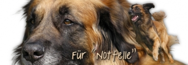 Spardose Leonberger #1